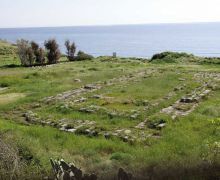 Monaterace tempio-caulon